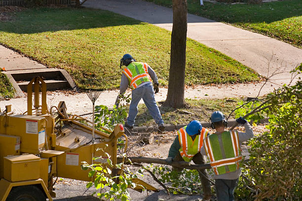 Best Tree Clearing Services  in Laton, CA